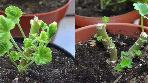 Как правильно обрезать герань: секреты по схеме 3-5-7