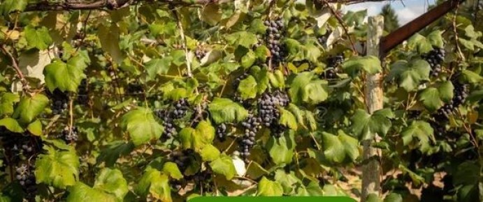 ��� ��������� �������� �� ���: ������� ���������� ��� ����������