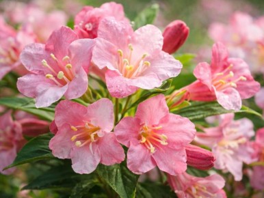 Кустарники, которые сделают ваш сад настоящим райским уголком