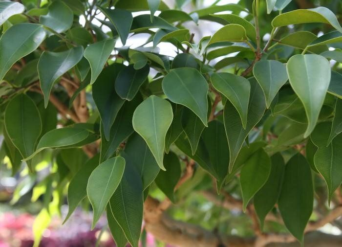 ��� ��������� ��������� �� �������