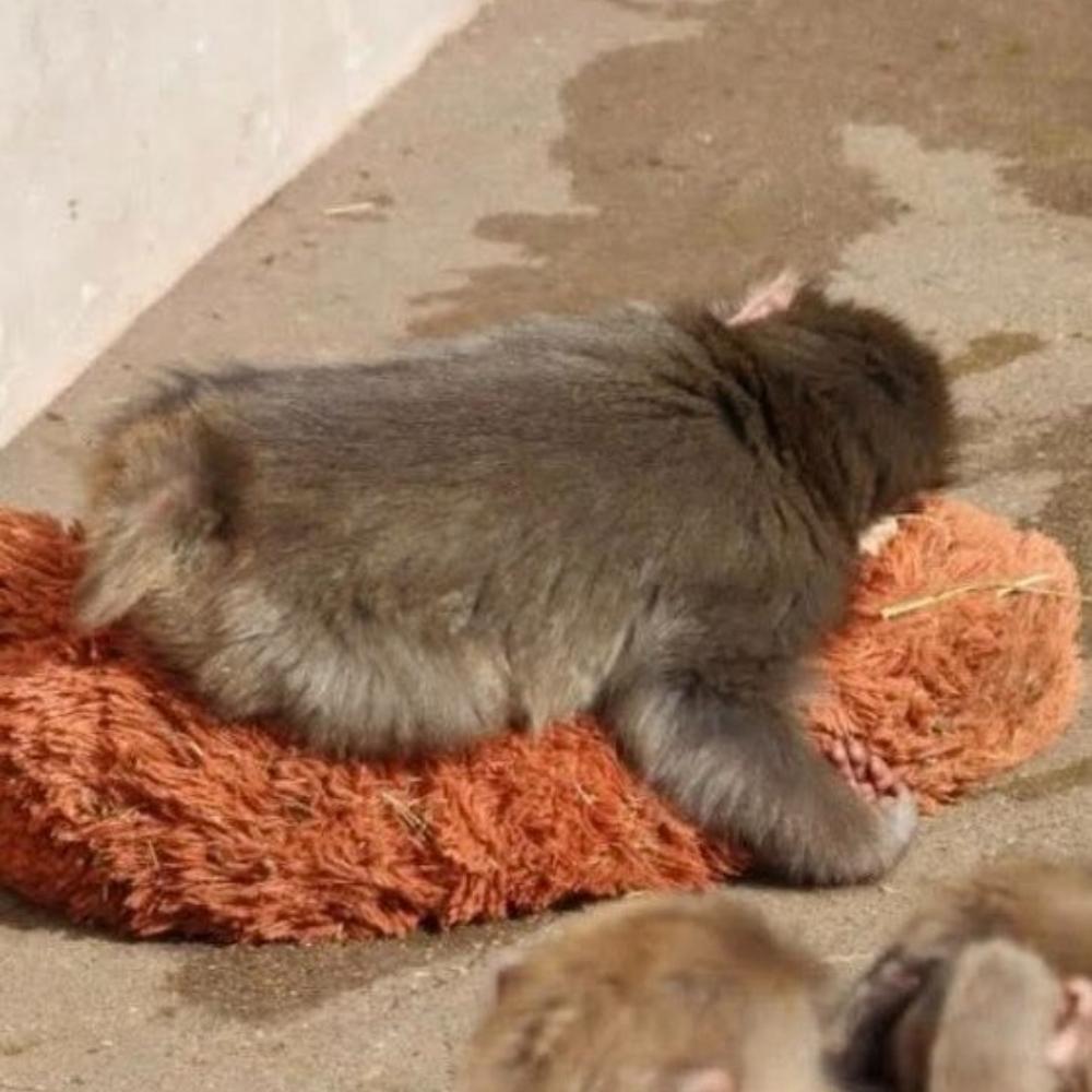 Сеть растрогала история макаки Панча из Японии, который отказался расставаться с мягкой игрушкой после того как от него отказалась мать и стая Сеть растрогала история макаки Панча из Японии, который отказался расставаться с мягкой игрушкой после того как от него отказалась мать и стая