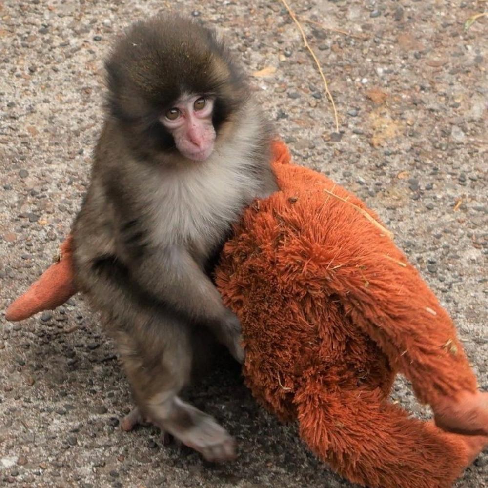 Сеть растрогала история макаки Панча из Японии, который отказался расставаться с мягкой игрушкой после того как от него отказалась мать и стая