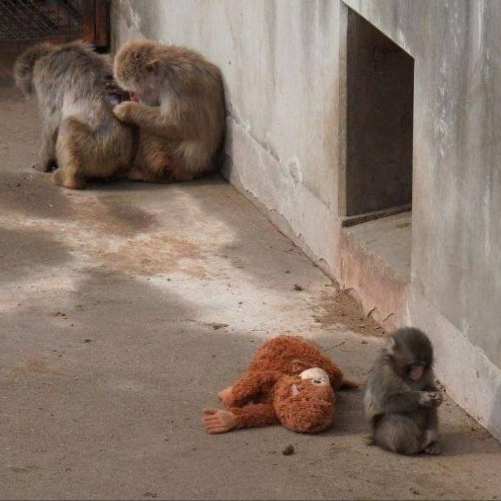 Сеть растрогала история макаки Панча из Японии, который отказался расставаться с мягкой игрушкой после того как от него отказалась мать и стая Сеть растрогала история макаки Панча из Японии, который отказался расставаться с мягкой игрушкой после того как от него отказалась мать и стая