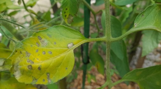 Альтернариоз: новая угроза для ваших томатов и как с ней бороться