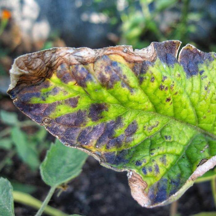 Эффективная защита многолетников: из первых уст опыт зимних страховок для растений