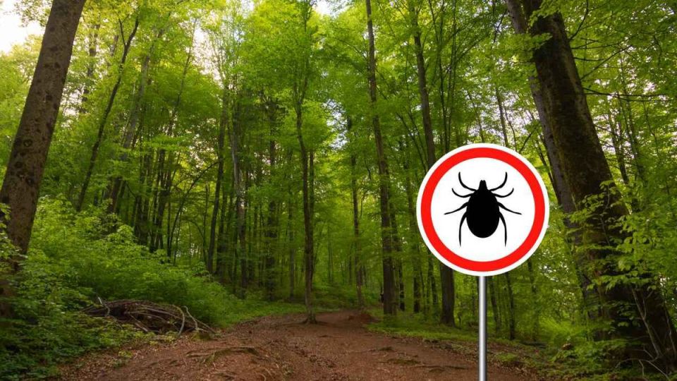 Как избежать укусов клещей: секреты опытных егерей