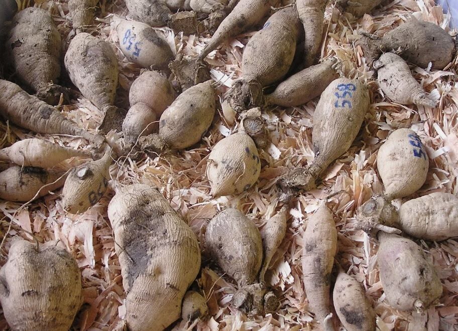 Секреты хранения клубней цветов: как избежать гнили и высыхания