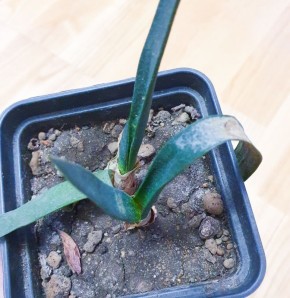 Как справиться с корневым червецом: советы для любителей растений