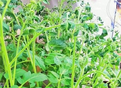 Как избежать проблем при выращивании томатов: советы и рекомендации