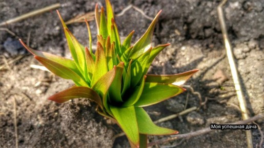 Когда и как пересаживать лилии на другое место