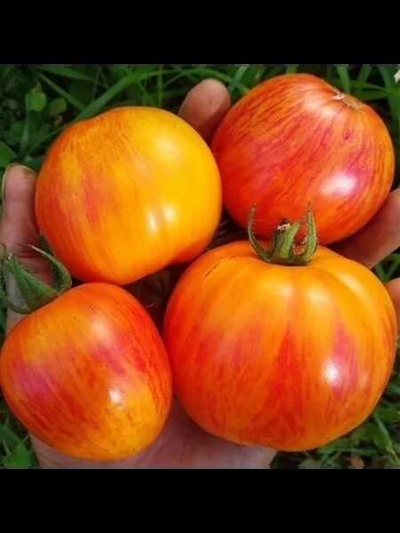 Томат Кровоточащее сердце: яркие плоды и сладкий вкус для истинных гурманов