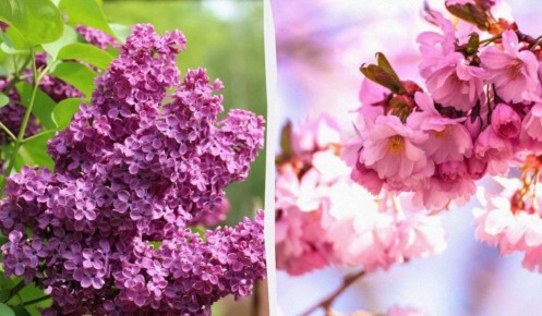 Когда лучше обрезать деревья: эксперты предупреждают о зимних рисках