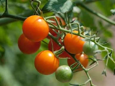 ��� ������ ���������� ��������: ������ �� ����� � ����������