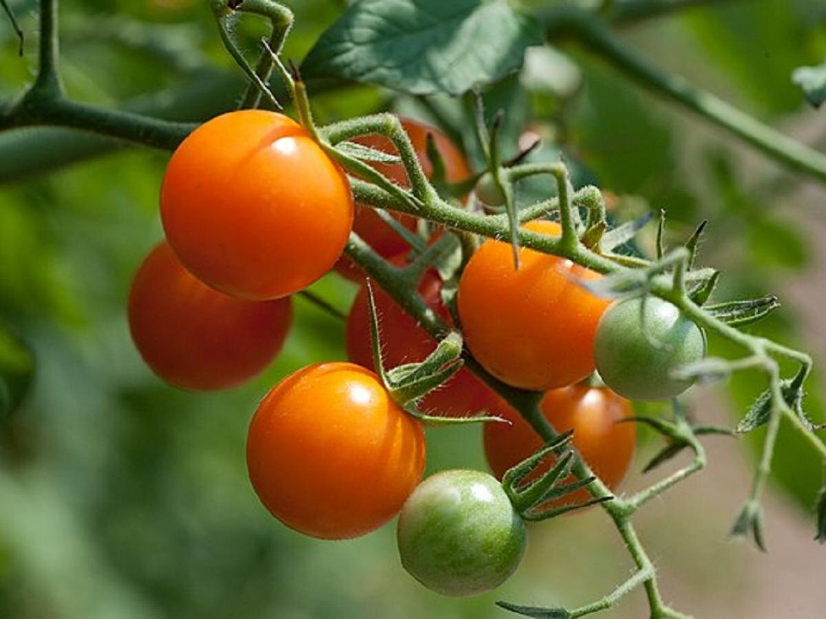 Как спасти недозрелые помидоры: советы по сбору и дозреванию