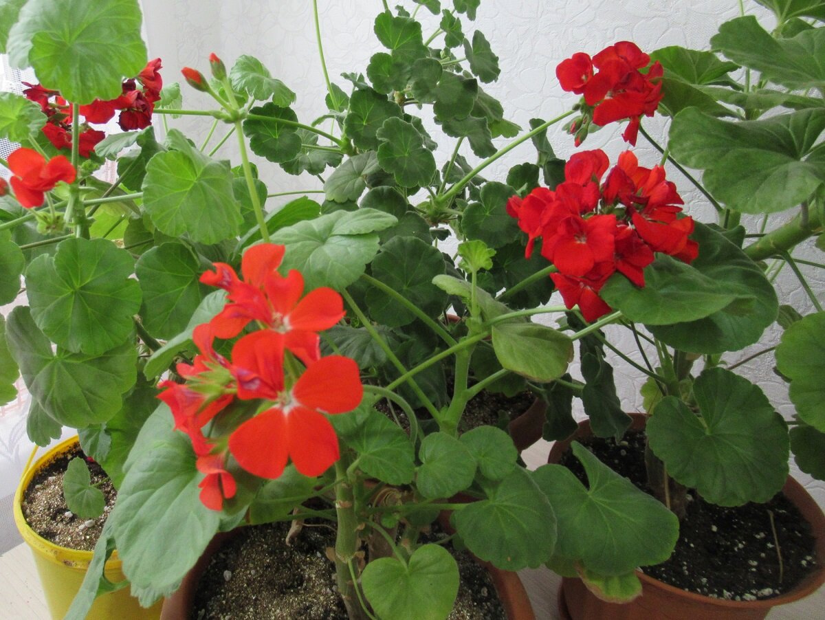 5 удивительных растений, которые очищают воздух в вашем доме