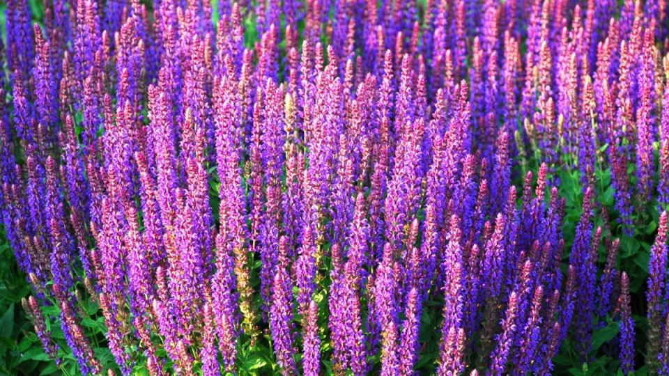 ����� �� ����: ������� � ����� � ����� ������� ��� ������ ����