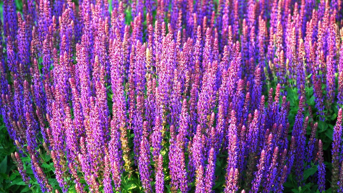 Цветы на лето: простые в уходе и яркие решения для вашего сада