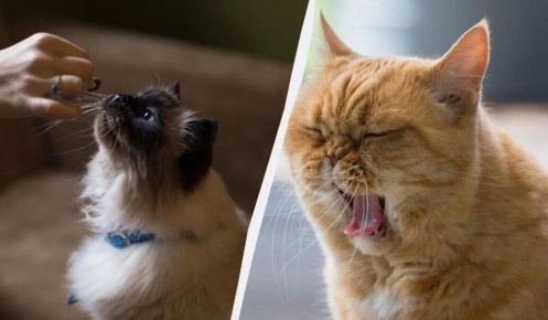 ������ ������ �� ����� ������ ���� � ������: ����������� � ������