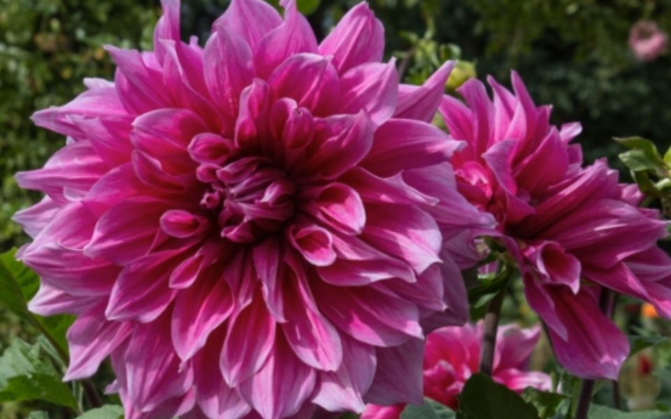 ��� ��������� ����������� ������ ��������� ��� ������� ��������