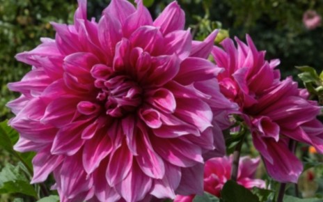 Как правильно проращивать клубни георгинов для раннего цветения