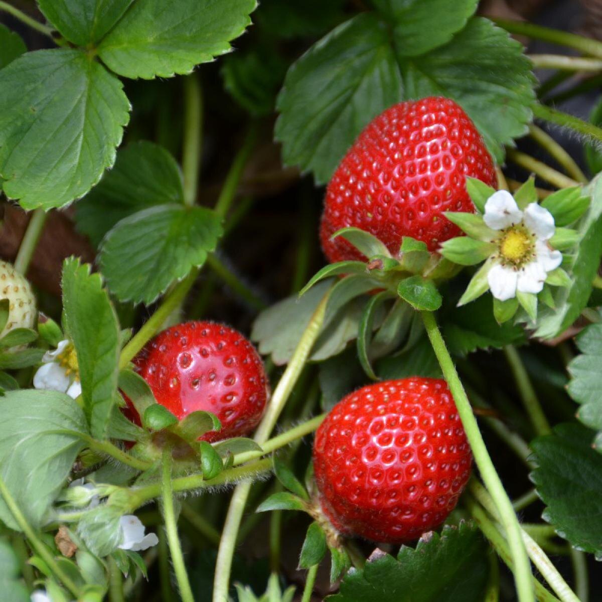 Что влияет на качество клубники: советы по выращиванию