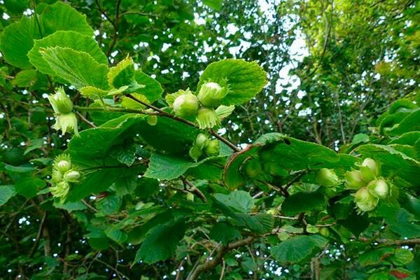 Лещина на участке: секреты ухода и популярные сорта