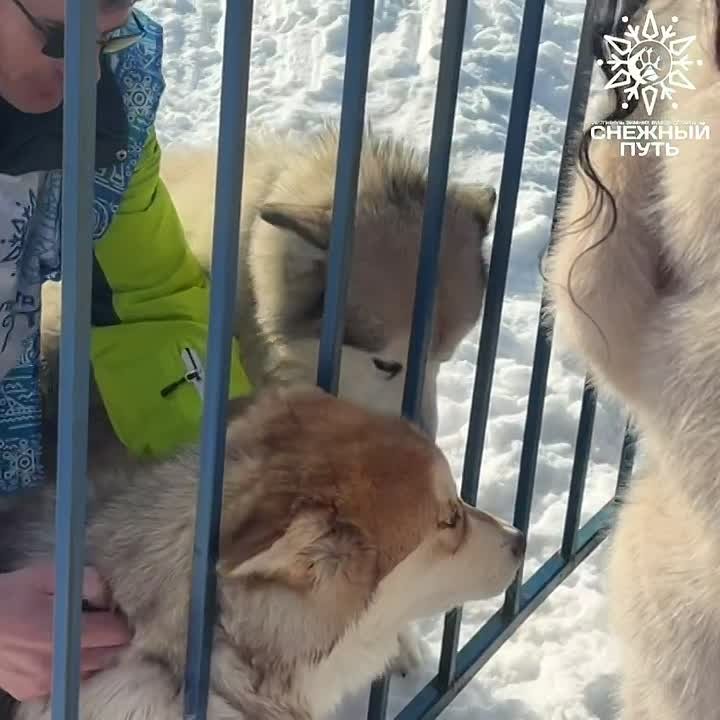 Всем пушистых участников фестиваля можно было погладить