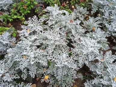 ��������� �����������: ��� ������� ��������� ������ ��� ��������