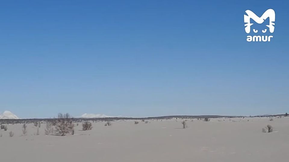 Вулкан Шивелуч завалил окрестности пеплом и превратил Камчатку в Арракис