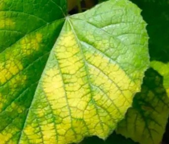 ������ ������� ������ �������� � ��� � ���� ��������