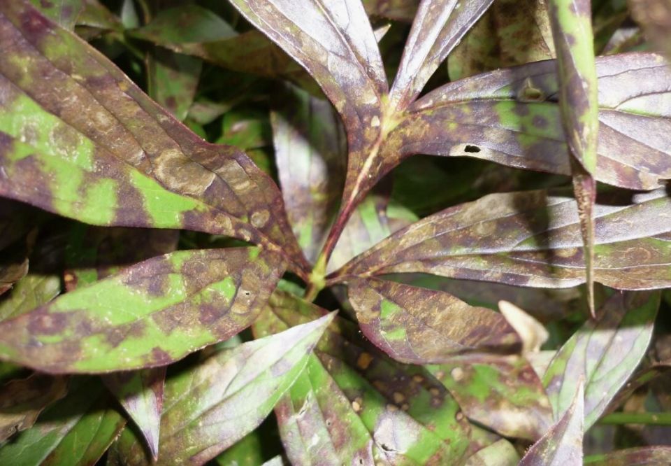 ��� ��������� ����� � �������: ������ �� ������� ��� �����