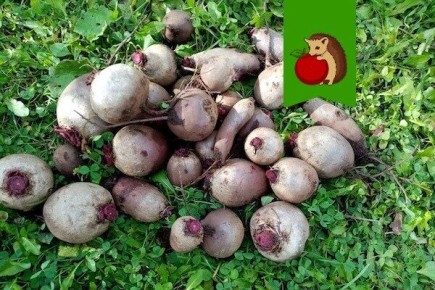 Когда собирать свеклу для идеального хранения?