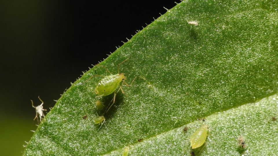 Сражение с тлёй: эффективные методы помощи вашим растениям