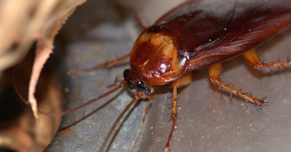 ��� �������� ������������ � ����������: ��������� ��������� ����������