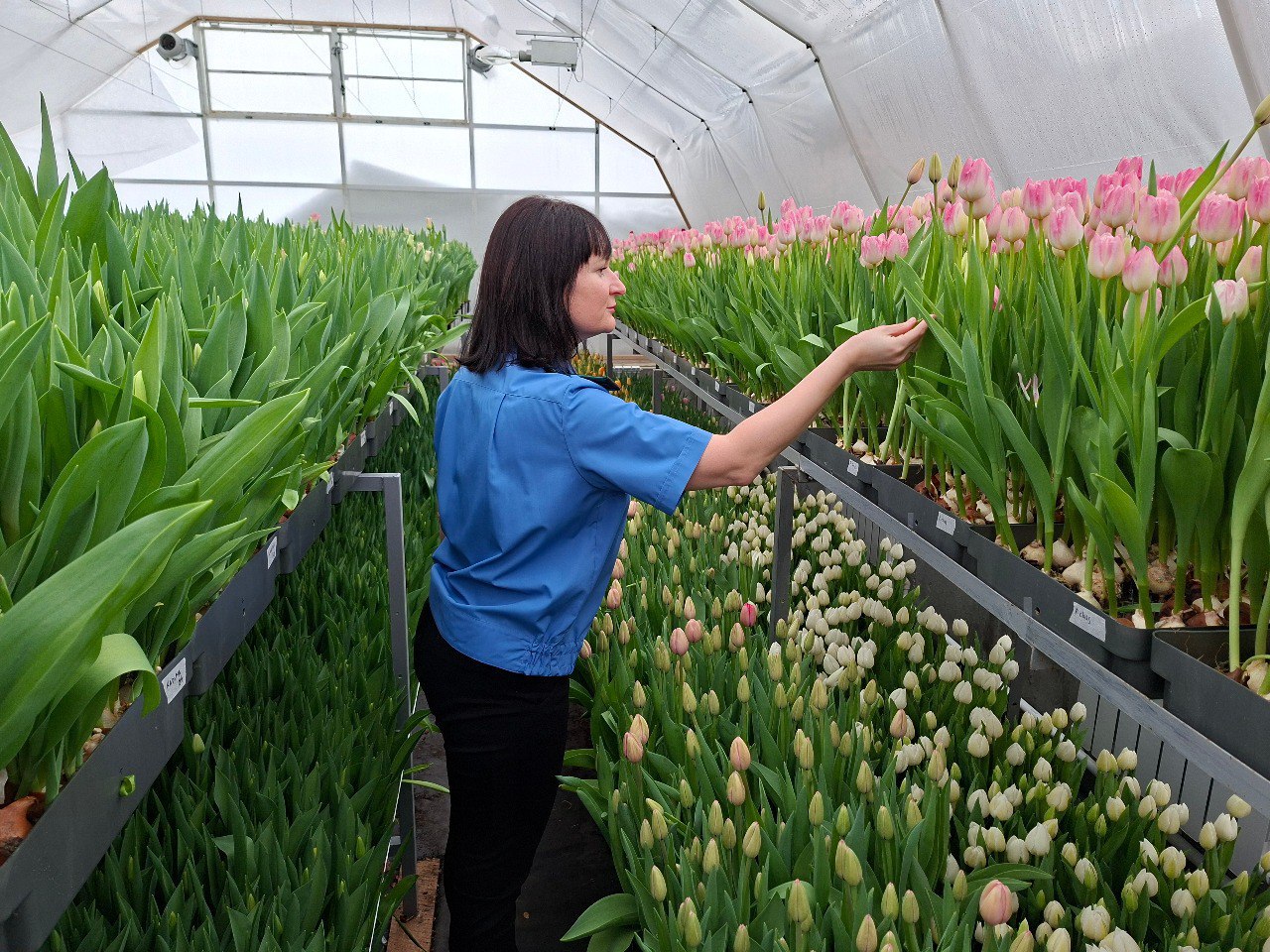 В теплице на Камчатке проверили 25 тысяч тюльпанов перед 8 Марта