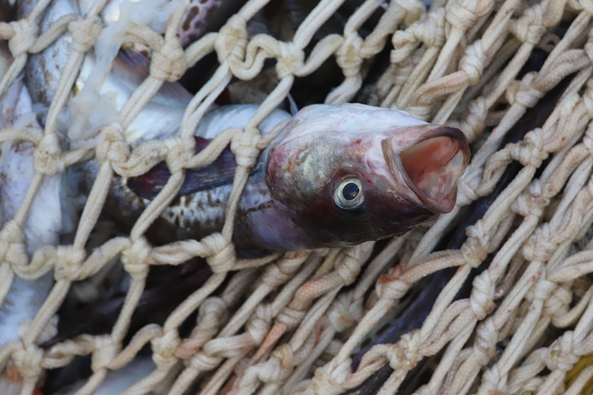 На Камчатке пресечена нелегальная торговля рыбой на сумму 1,7 млн рублей