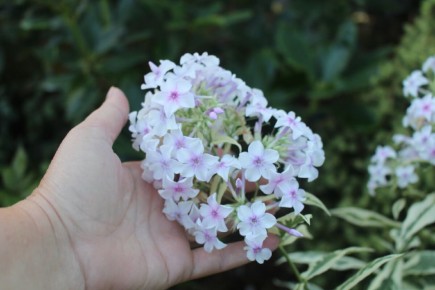 Обзор пестролистных флоксоф: мнения экспертов о новом ассортименте