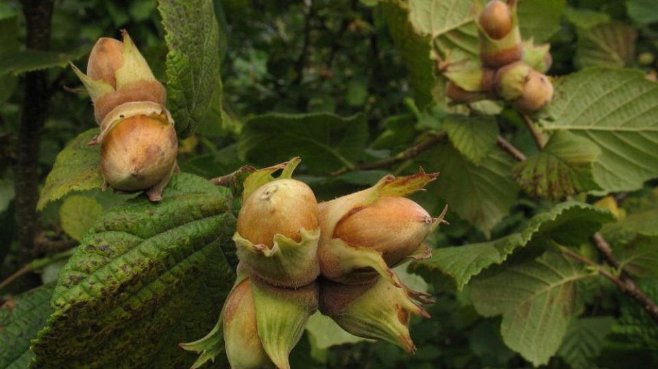 ������ � ����: ��� �� ����� � �������� ������