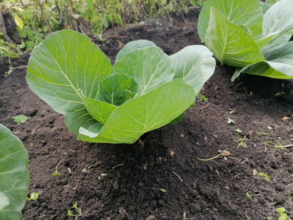 ���������� �������: ��� � ����� ��� ������