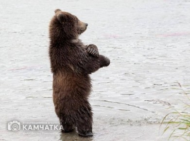 На Камчатке откроют реабилитационный центр для диких зверей