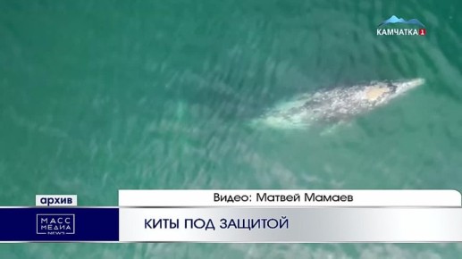 Киты под защитой. Серых китов на Камчатке продолжат изучать при поддержке Президентского фонда природы