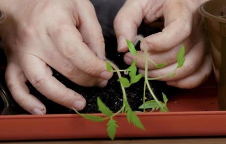 Когда лучше пикировать рассаду томатов: Апрельские советы по уходу