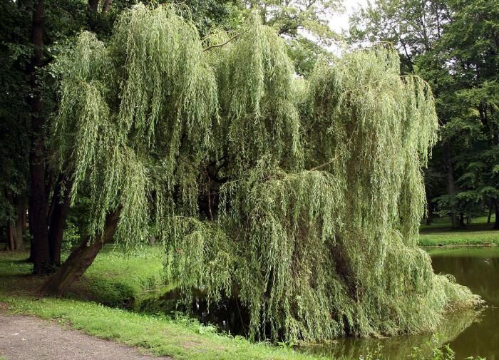 ������ ������: ��� ���������� ��� � ���������� ������