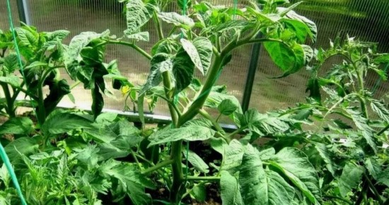 ������ ���� ������ �� �������� �����? ����������� � ��������� ���������