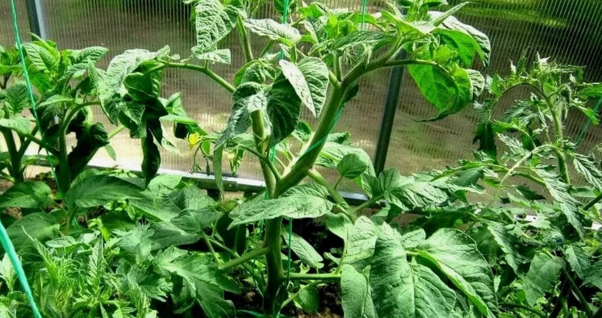 Почему ваши томаты не приносят плоды? Разбираемся с проблемой жирования