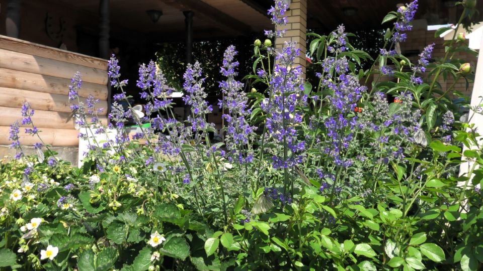 ��� ������ � ����: ������� �������� �����