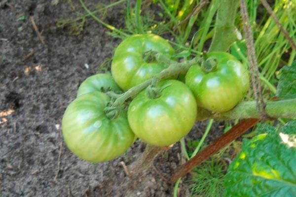 ������� �������� ����������� ������� ����� ����� �����