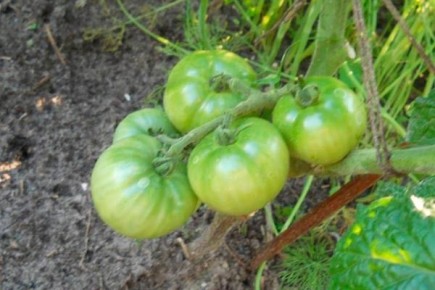 ������� �������� ����������� ������� ����� ����� �����