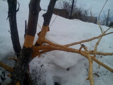 Апрель в саду: весенние заботы и уход за растениями