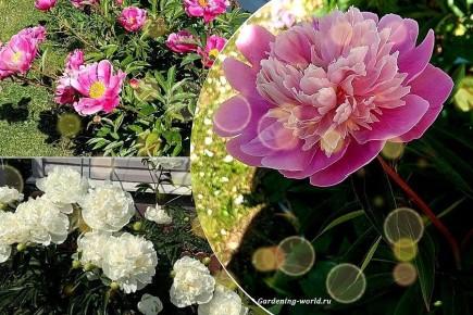 ������� �������� ������� ������: ����� � ��� ����������� � ����